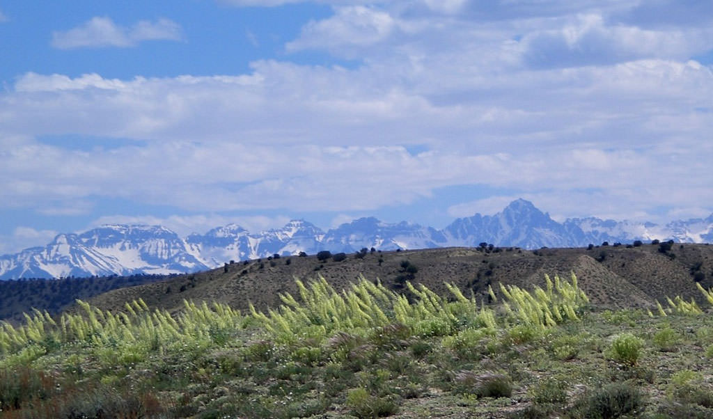 Habitat of Stanleya albescens by Peggy Lyon