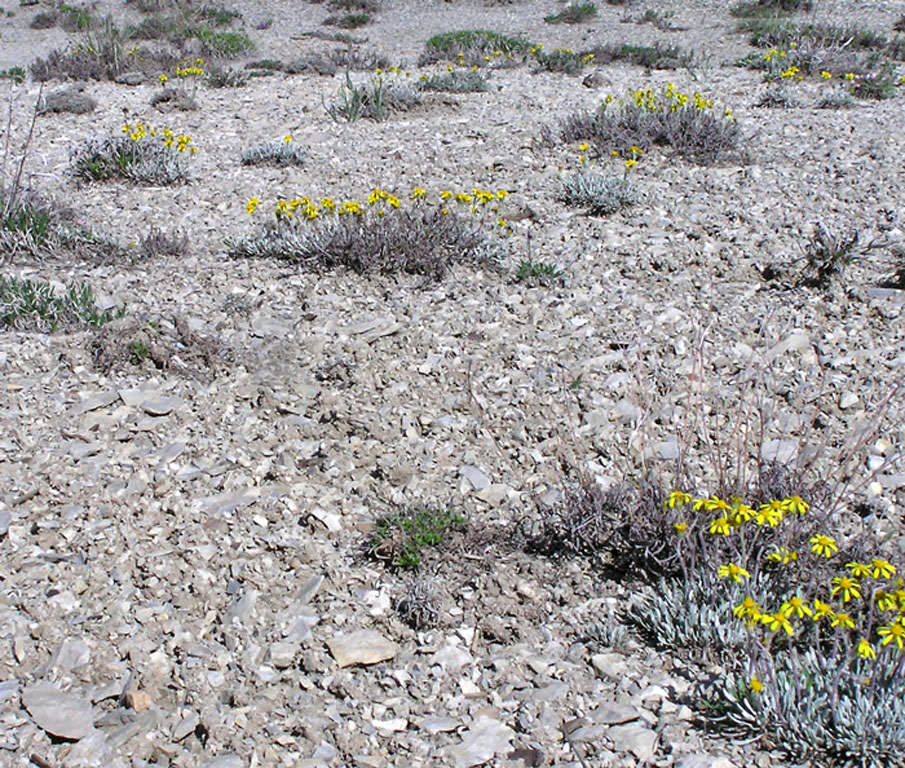 Habitat of Packera mancosana. Photo ©Al Schneider, www.swcoloradowildflowers.com.