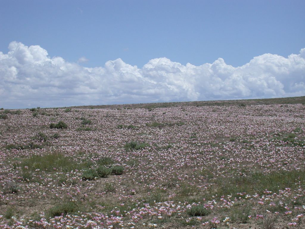 Habitat of Calochortus ciscoensis by Peggy Lyon.