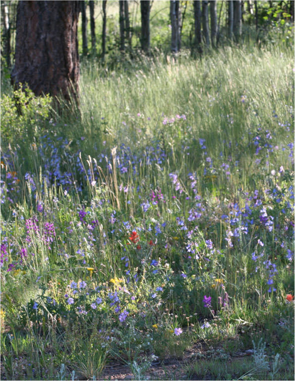 Habitat of Penstemon degeneri by Dave Elin