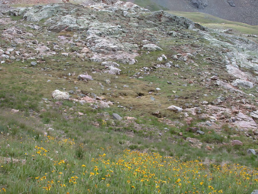 Habitat of Draba streptobrachia by Peggy Lyon.