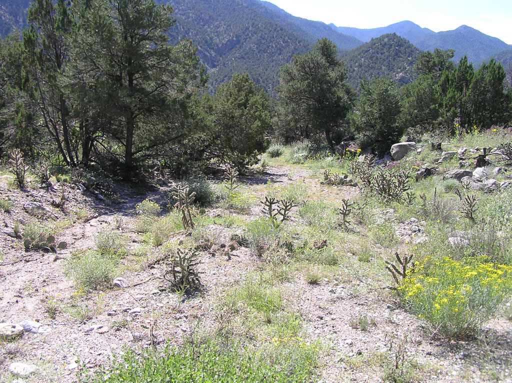 Habitat of Nuttallia densa by Stephanie Neid