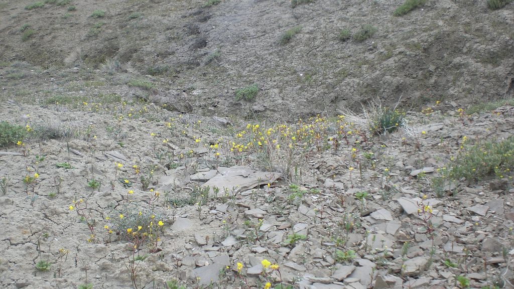 Habitat of Camissonia eastwoodiae by Peggy Lyon