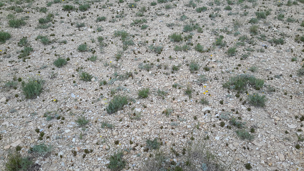 Habitat of Gentianella tortuosa by Jessica Smith.