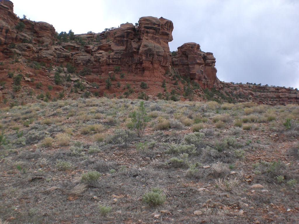 Habitat of Sclerocactus glaucus by Peggy Lyon