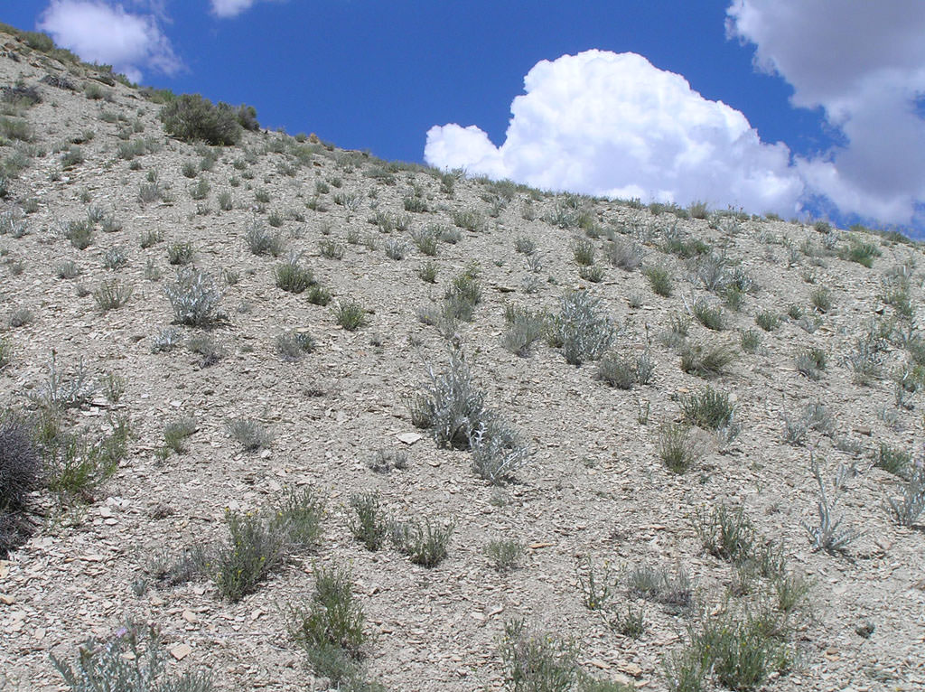 Habitat of Physaria obcordata by Susan Spackman Panjabi