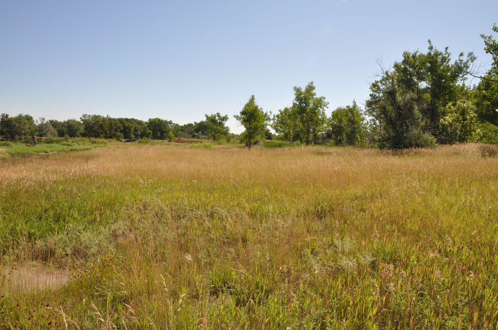 Habitat of Spiranthes diluvialis by David Anderson