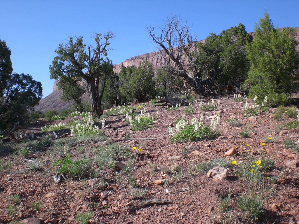 Habitat of Lupinus crassus by Peggy Lyon