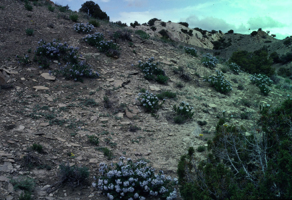 Habitat of Amsonia jonesii courtesy of the National Park Service.