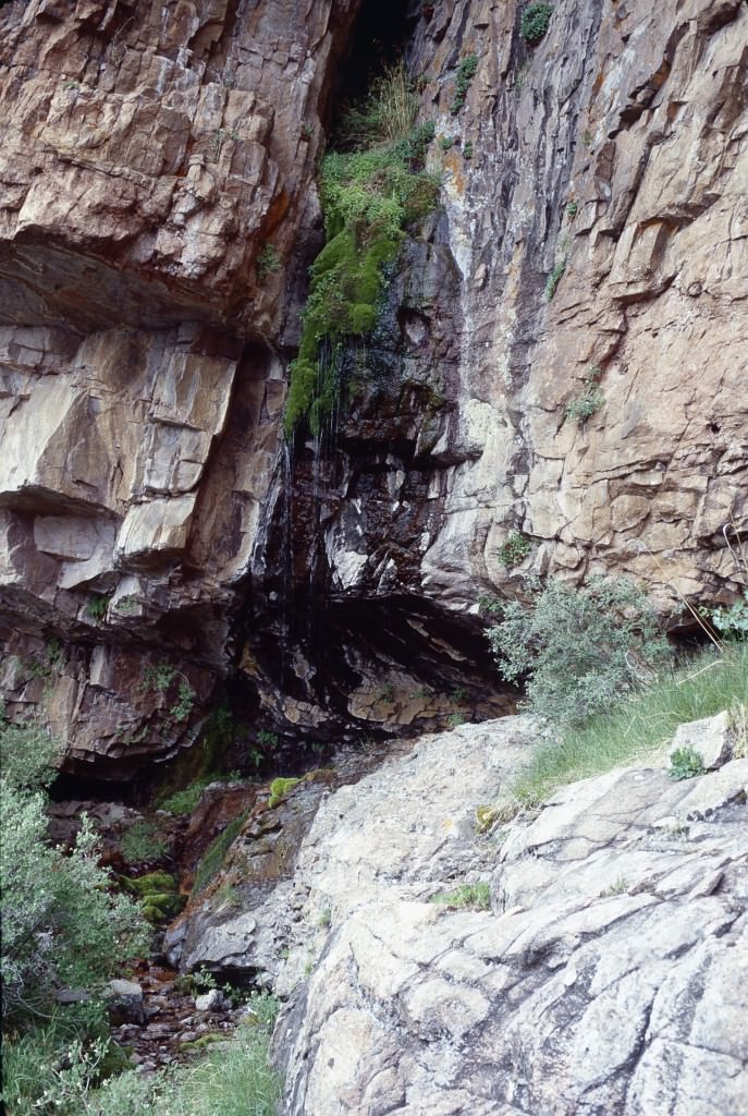 Habitat of Erythranthe gemmipara by Susan Spackman Panjabi.
