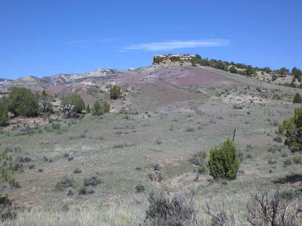 Habitat of Phacelia submutica by Peggy Lyon