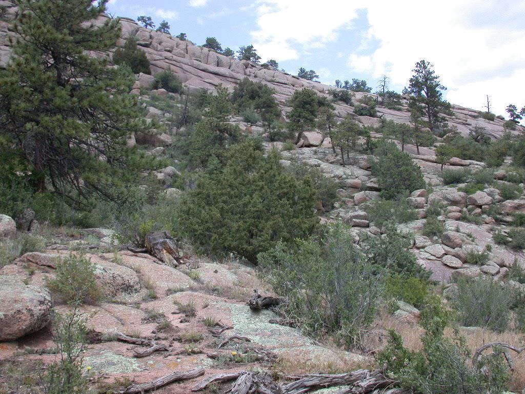 Habitat of Potentilla rupincola by David Anderson.