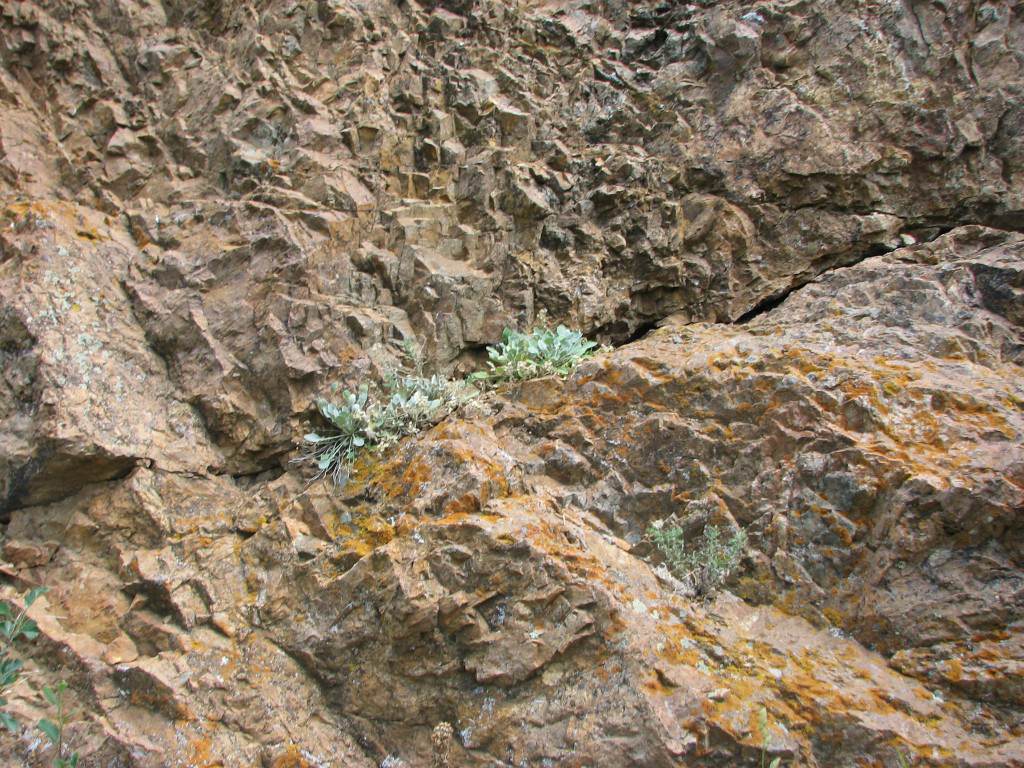 Habitat of Physaria vitulifera by Pamela Smith.