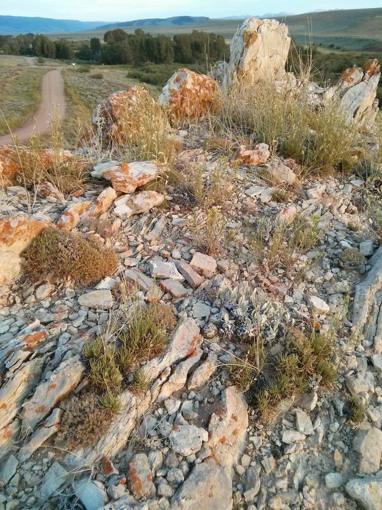 Habitat of Penstemon laricifolius ssp. exilifolius by Jessica Smith.