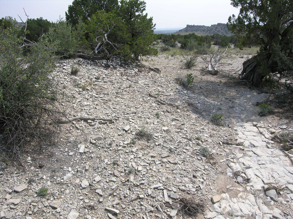 Habitat of Physaria calcicola by Stephanie Neid