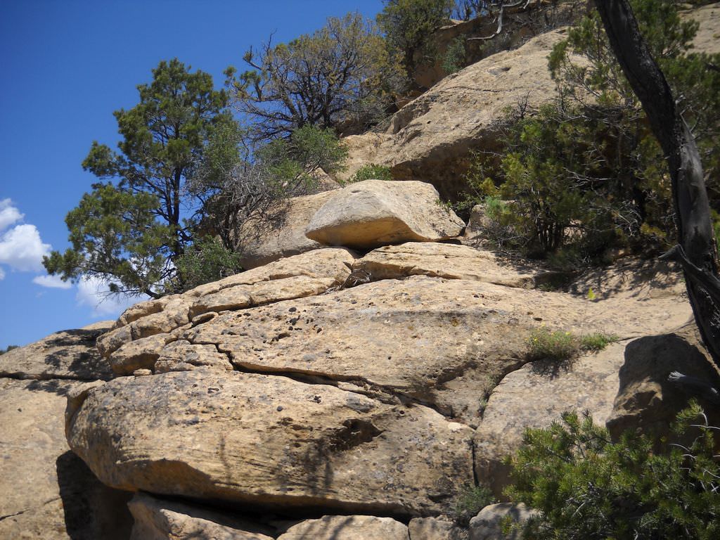Habitat of Aletes macdougalii ssp. breviradiatus courtesty of Mesa Verde National Park Vegetation Program.