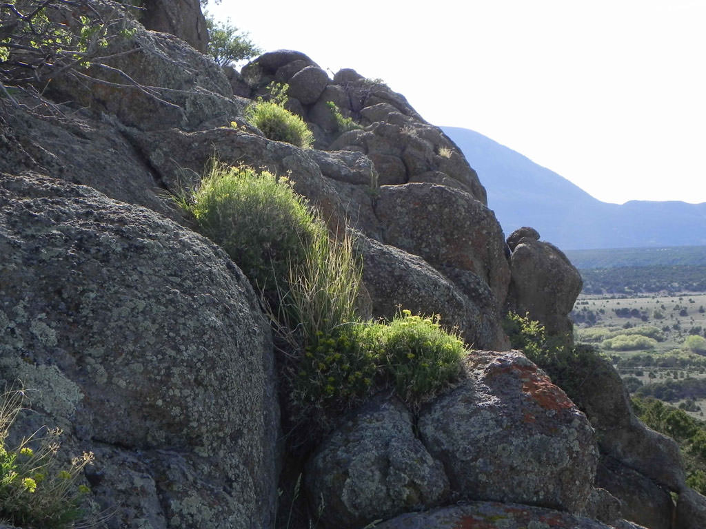 Habitat of Aletes lithophilus by Jim McCain.