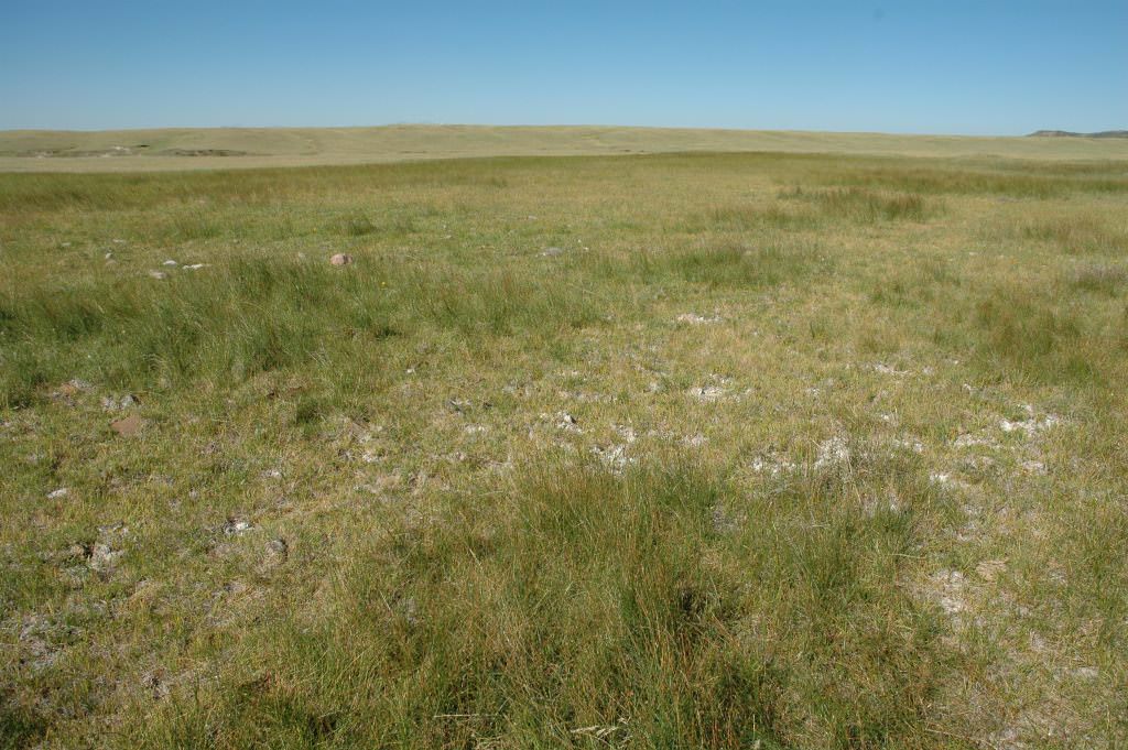 Habitat of Unamia alba by Crystal Stouse.