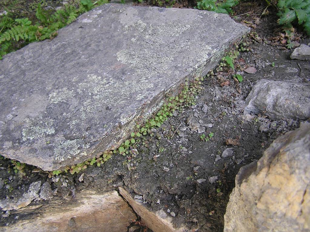 Habitat of Erythranthe gemmipara by Jill Handwerk.