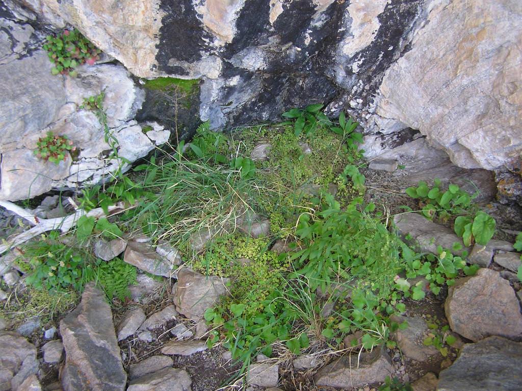 Habitat of Erythranthe gemmipara by Jill Handwerk.