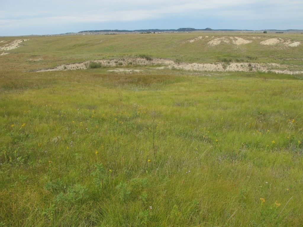 Habitat of Hypoxis hirsuta by Denise Culver.
