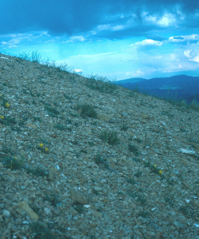 Habitat of Nuttallia rhizomata by Susan Spackman Panjabi