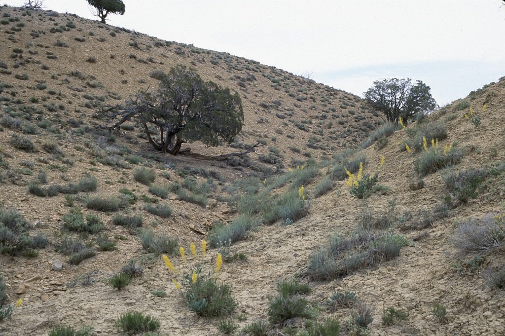 Habitat of Oreocarya elata by Susan Spackman Panjabi