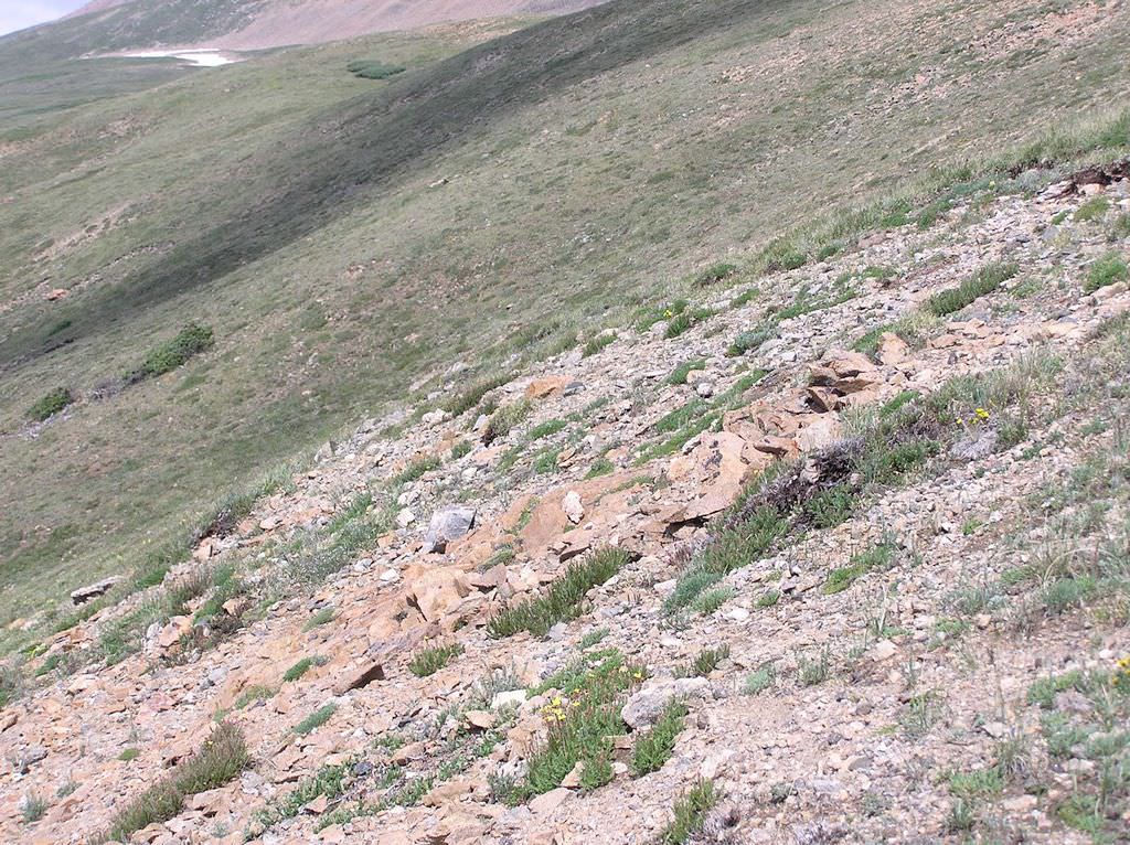 Habitat of Draba exunguiculata by Georgia Doyle.