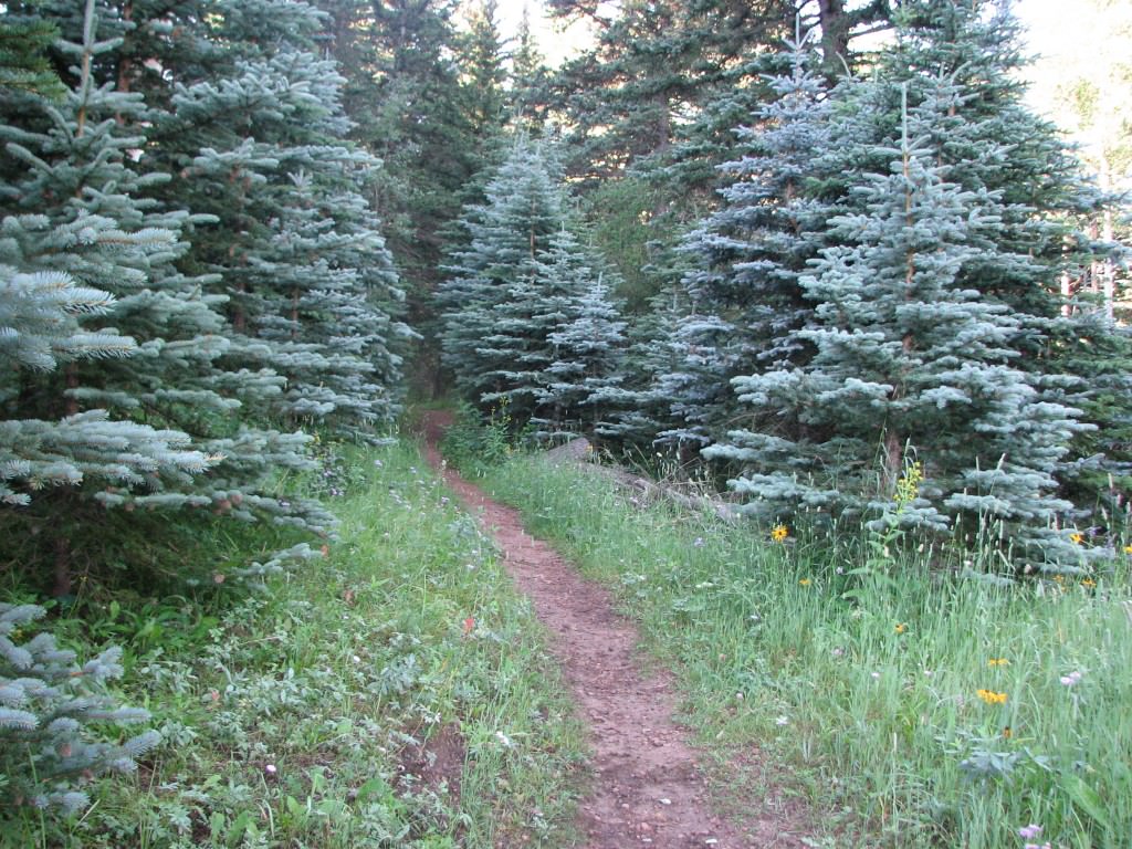 Habitat of Carex torreyi by Pamela Smith.