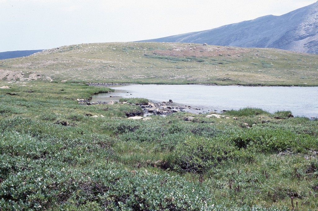 Habitat of Saussurea weberi by Susan Spackman Panjabi.