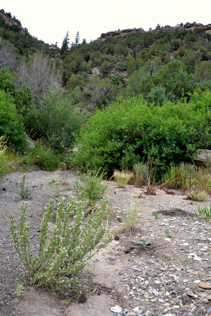 Habitat of Oreocarya stricta by Delia Malone.