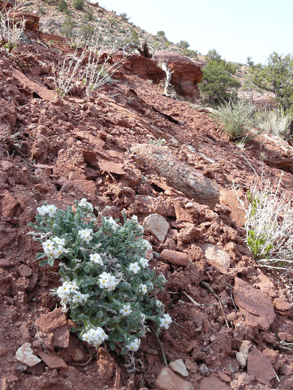 Habitat of Oreocarya osterhoutii by Loraine Yeatts.