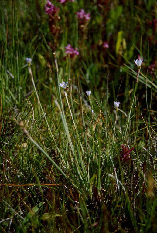 Habitat of Sisyrinchium pallidum by Susan Panjabi.