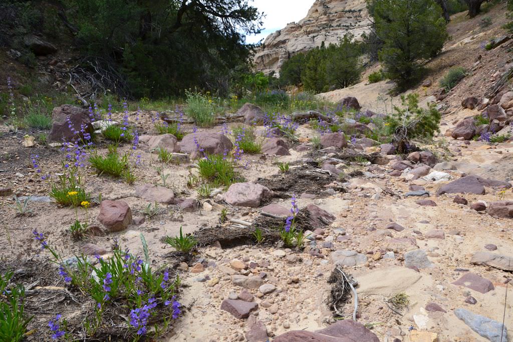 Habitat of Penstemon scariosus var. cyanomontanus by Delia Malone.