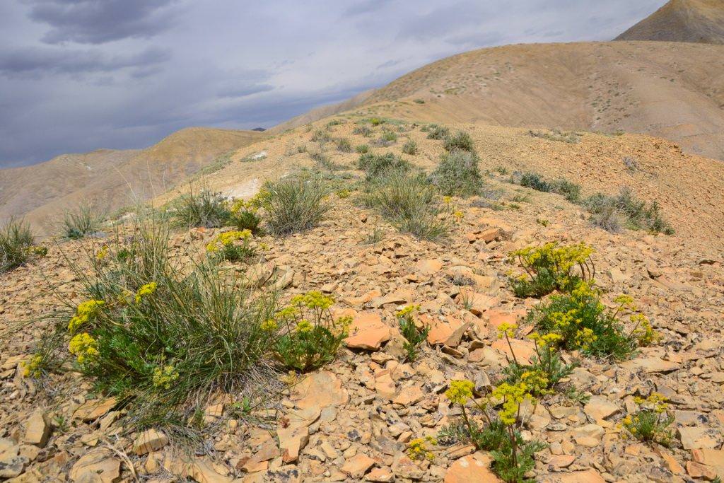 Habitat of Lomatium concinnum by Delia Malone.