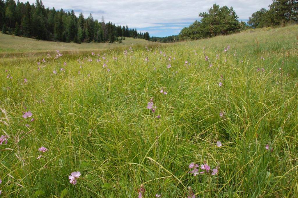 Habitat of Unamia alba by Delia Malone.