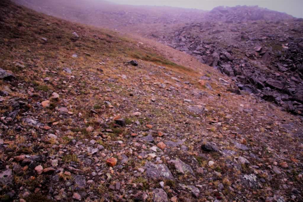 Habitat of Draba globosa by Scott Smith.