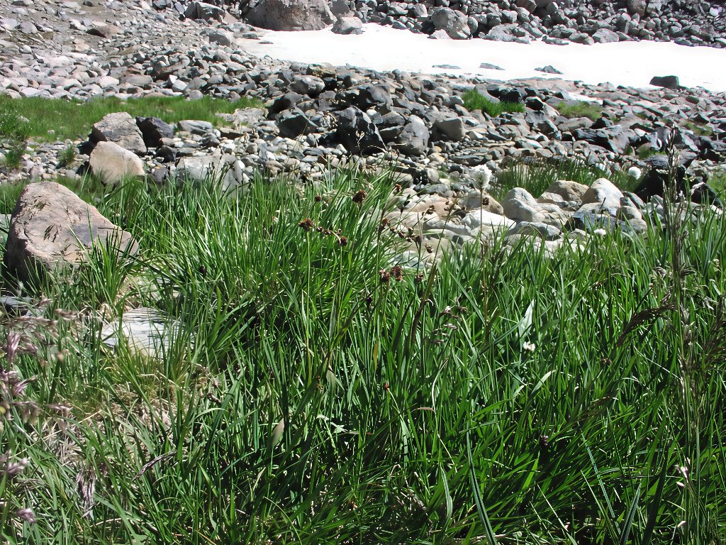 Habitat of Luzula subcapitata by Joanna Lemly.