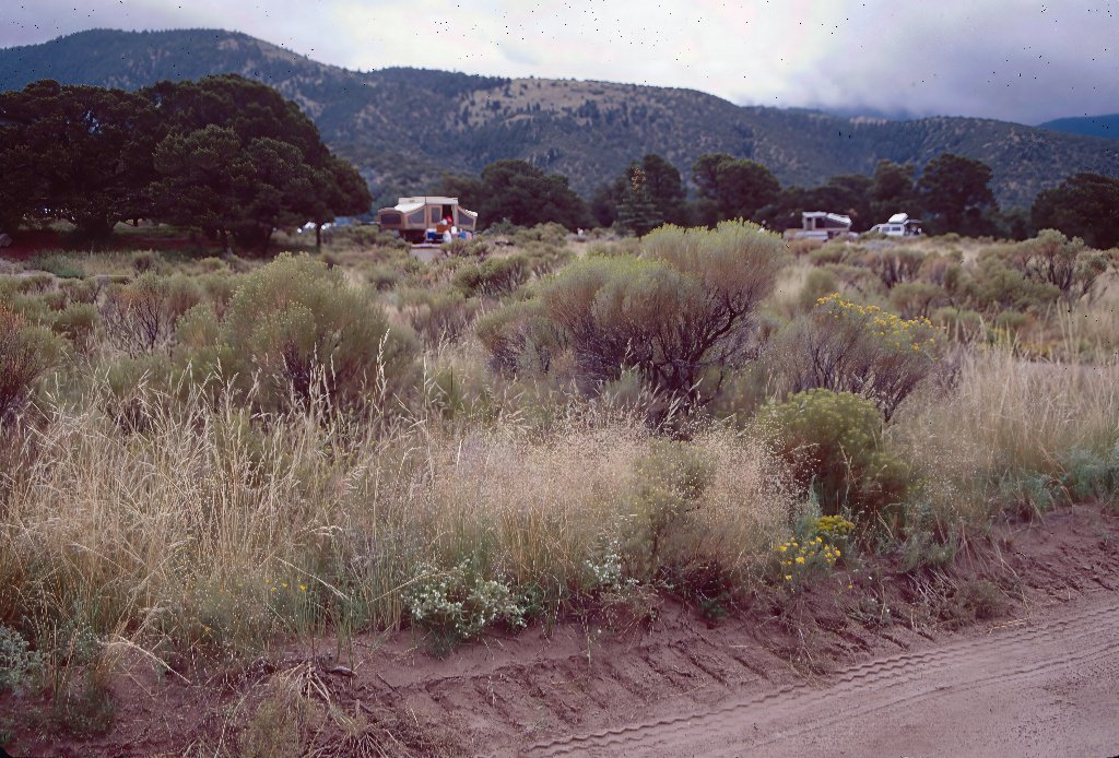 Habitat of Oreocarya pustulosa by Renee Rondeau.