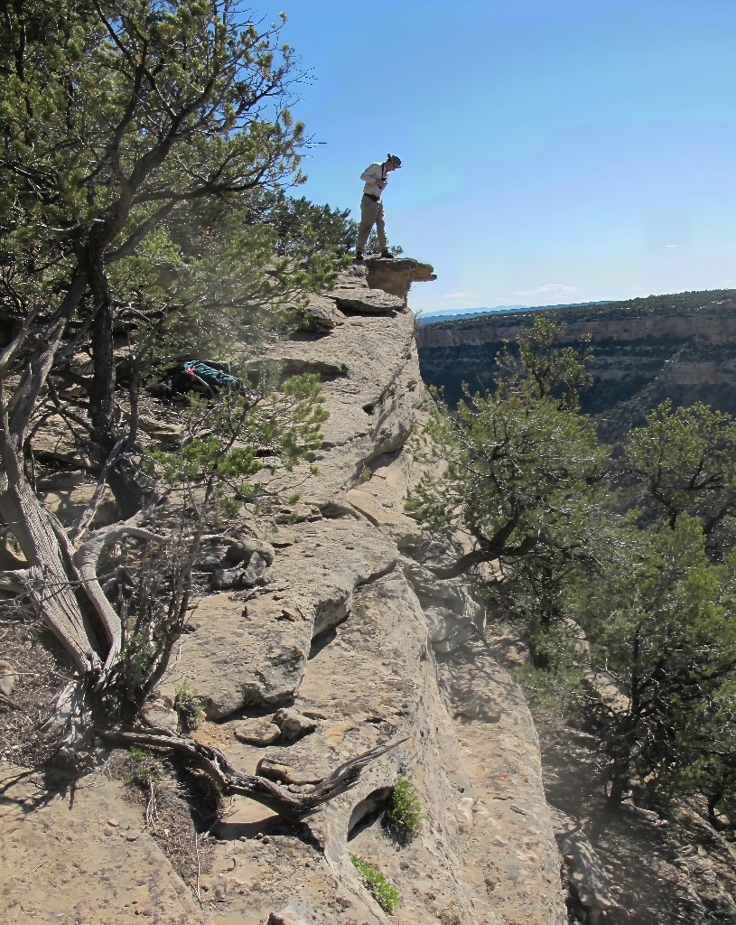 Habitat of Aletes sessiliflorus by Renee Rondeau.