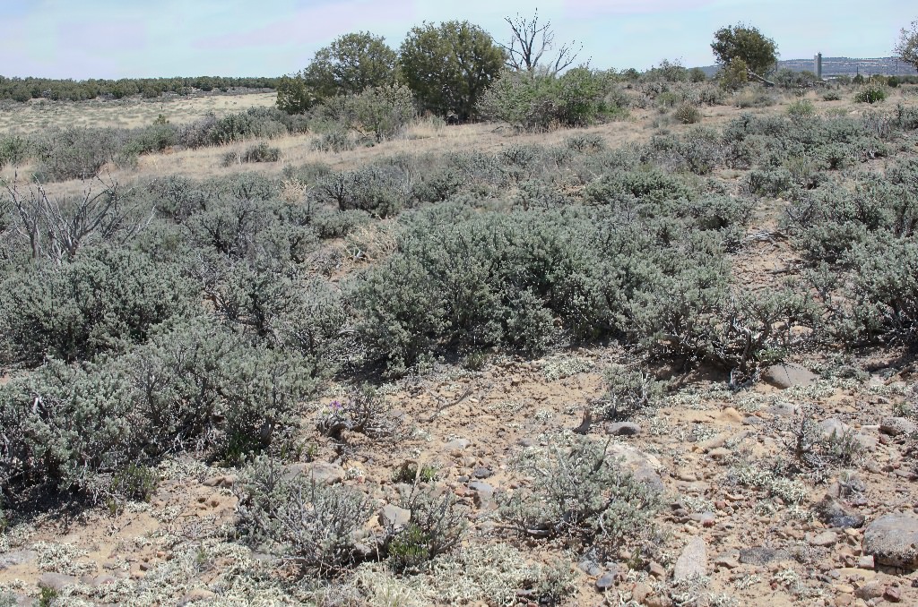 Habitat of Sclerocactus cloverae by Delia Malone.