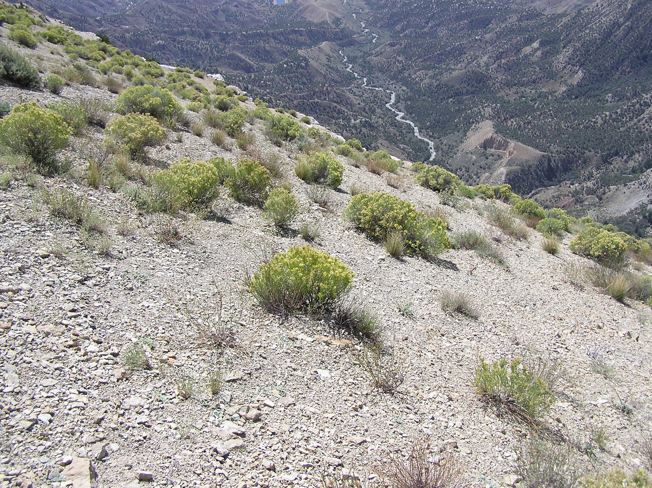 Habitat of Mentzelia rhizomata by Jill Handwerk.