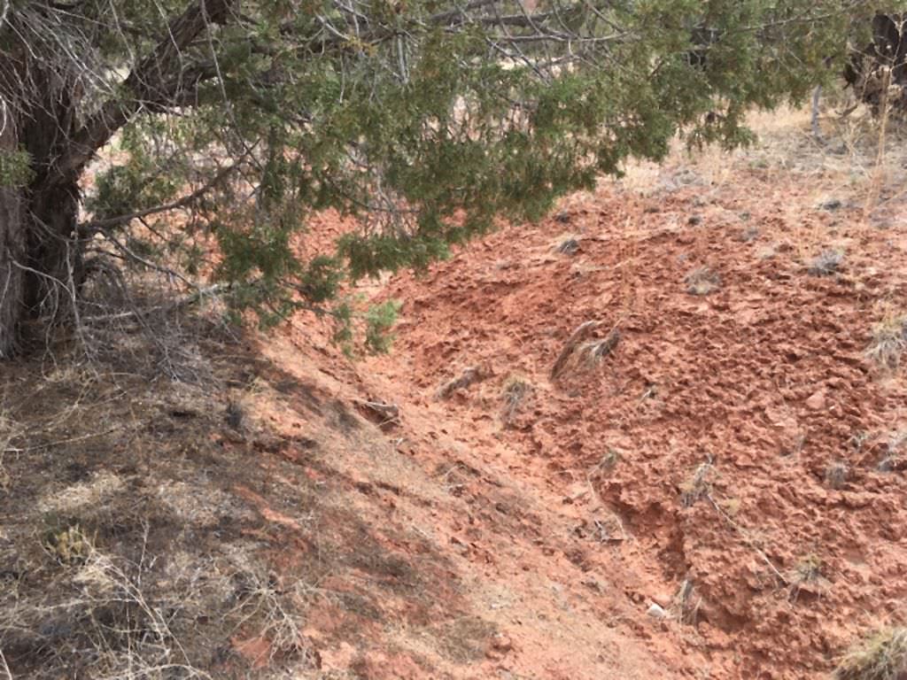 Habitat of Astragalus sesquiflorusi by Tom Baldvins.
