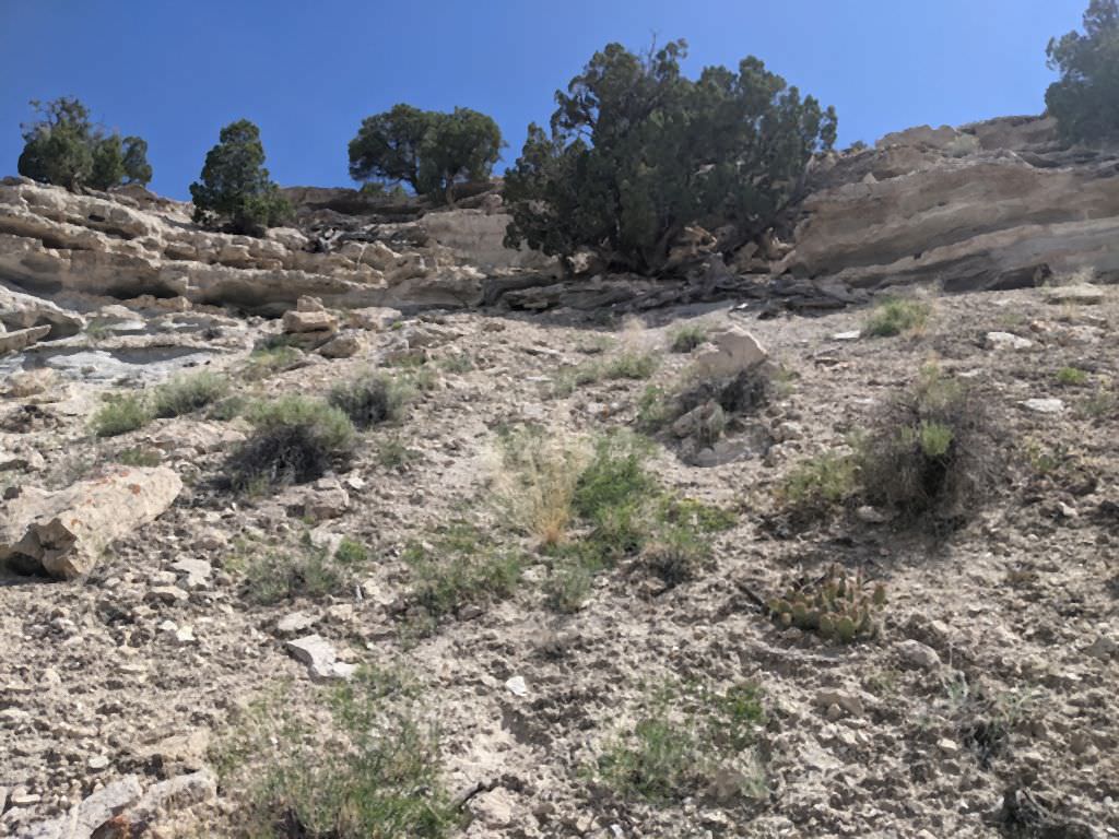 Habitat of Eriogonum viridulum by Jill Handwerk.