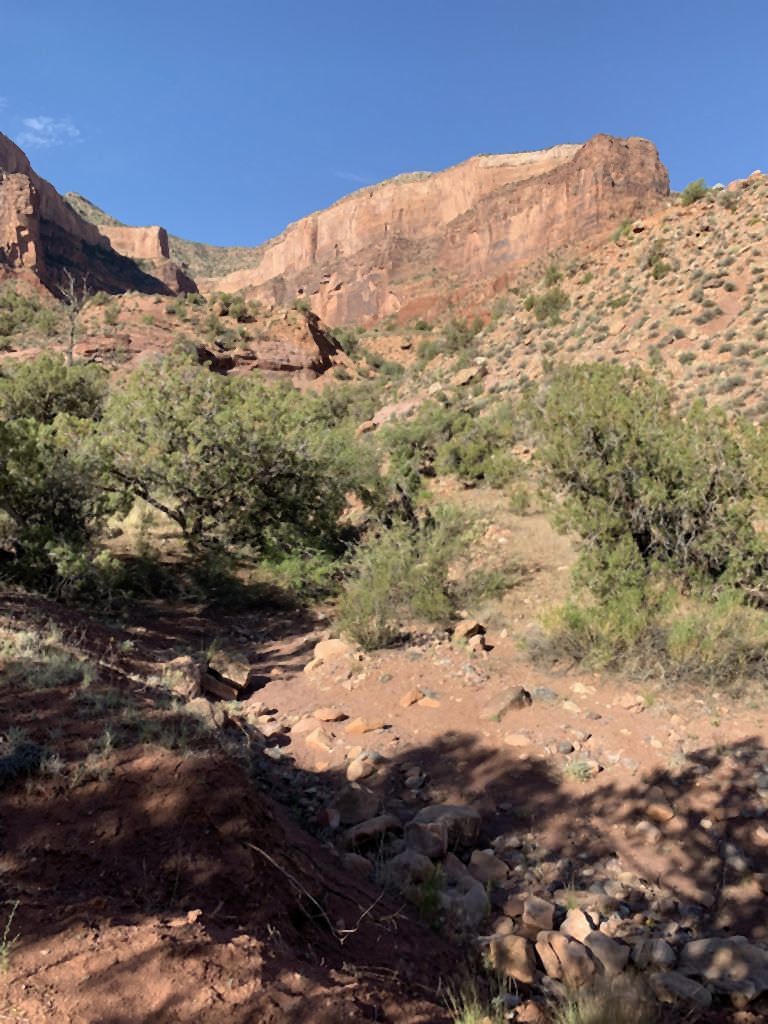 Habitat of Frasera panniculata by Peggy Lyon.