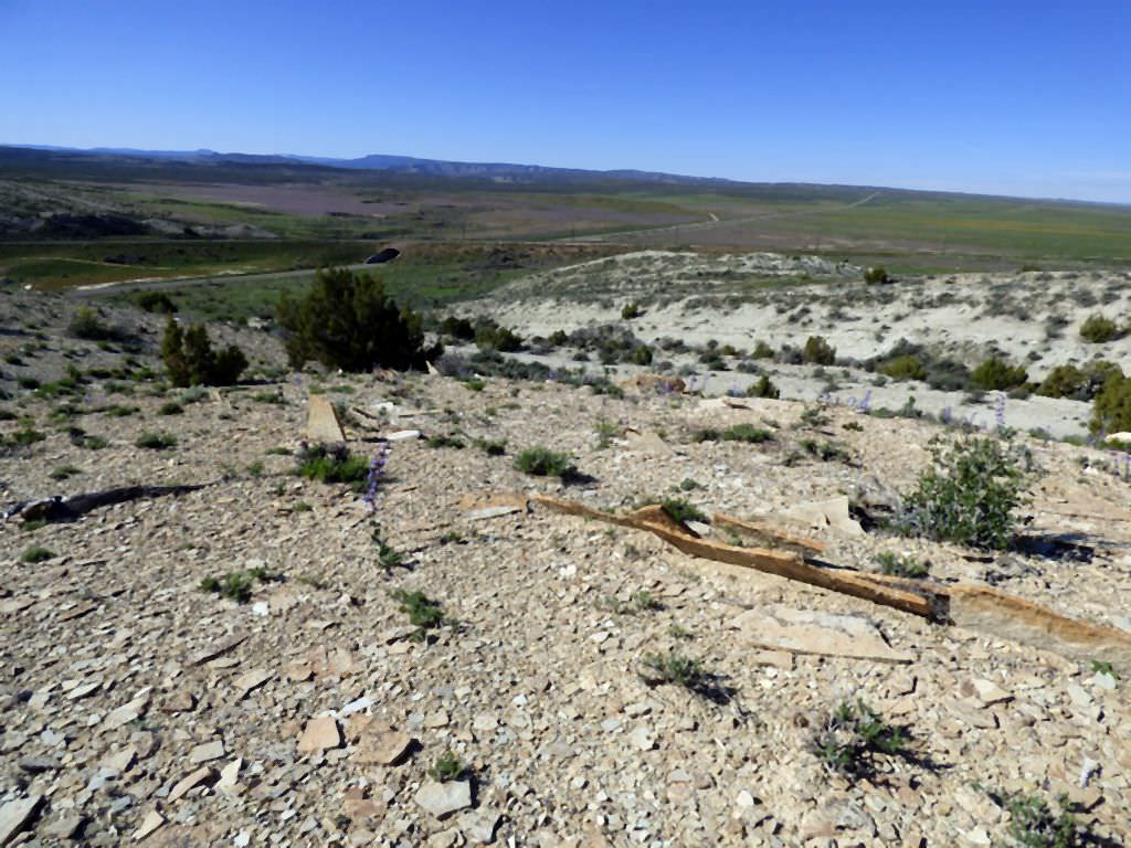 Habitat of Parthenium ligulatum courtesy of the Colorado Natural Areas Program.