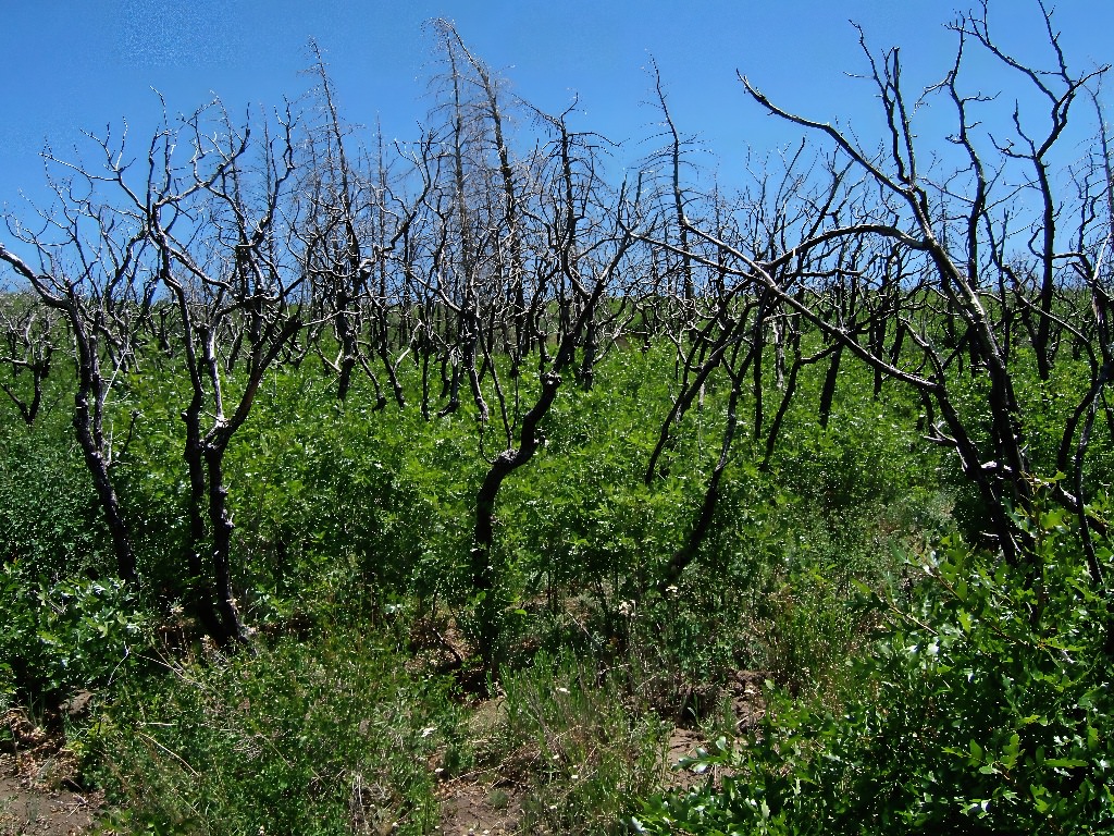 Habitat of Iliamna angulata by Tim and Ann Henson.