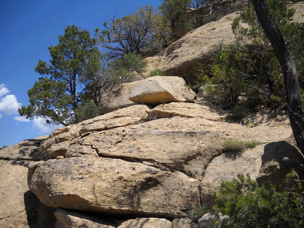 Habitat of Aletes sessiliflorus by Mesa Verde National Park Vegetation Program.