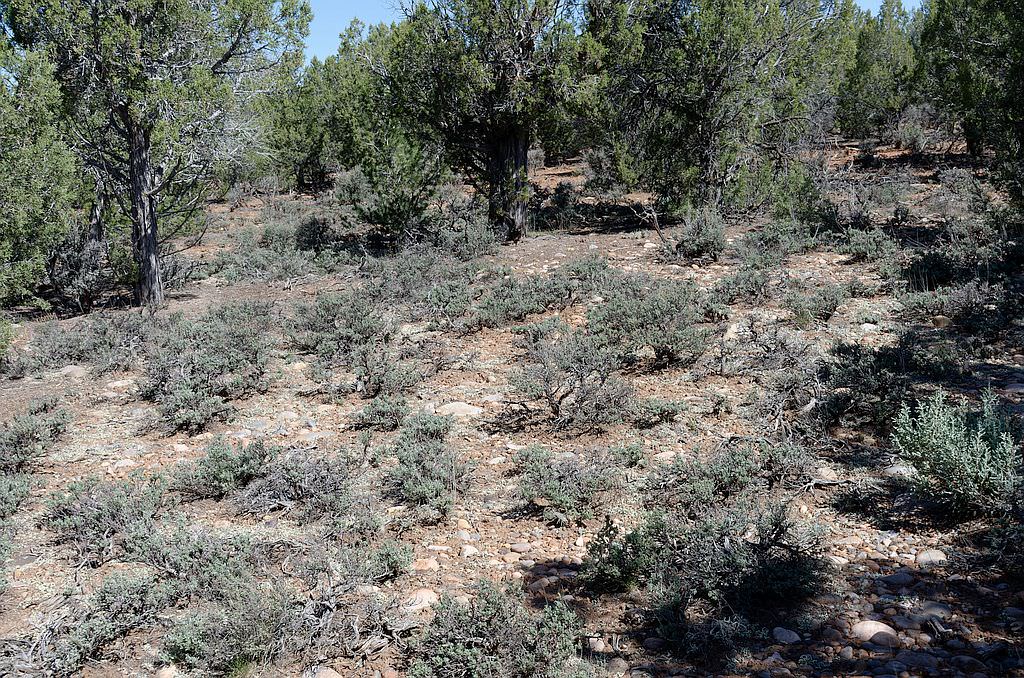 Habitat of Sclerocactus cloverae by Delia Malone.