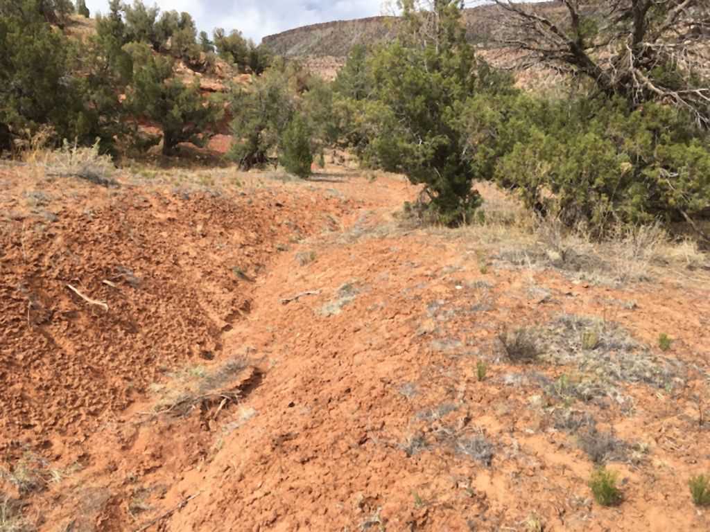 Habitat of Astragalus sesquiflorusi by Tom Baldvins.